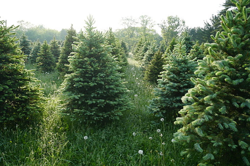Cut Your Own Christmas Tree This Year in South Texas