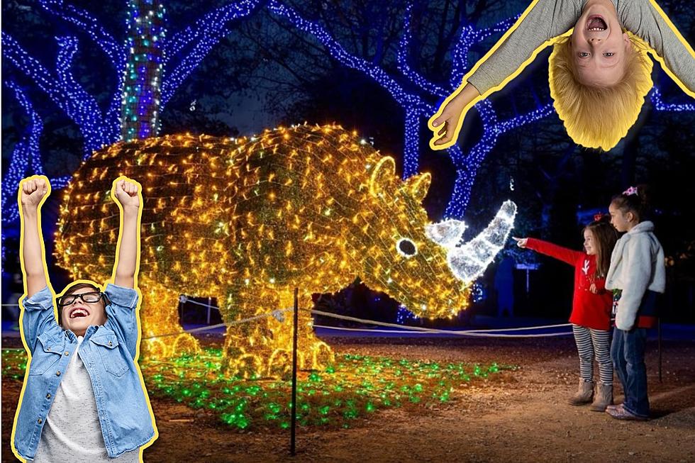 Animals Shine Bright at San Antonio Zoo’s 20th Annual Zoo Lights