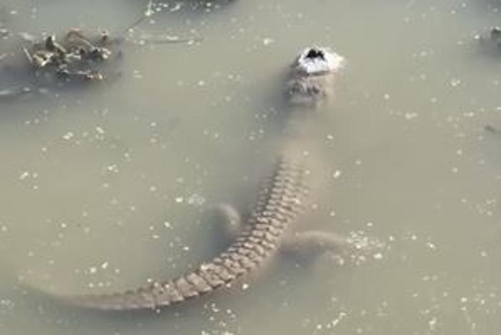 VIDEO: This is How an Alligator Survives During Texas Winter