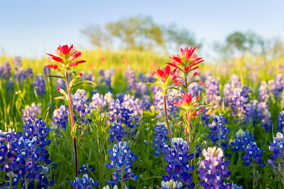 Discover The Spectacular Wildflower Season In Texas: A Springtime Delight