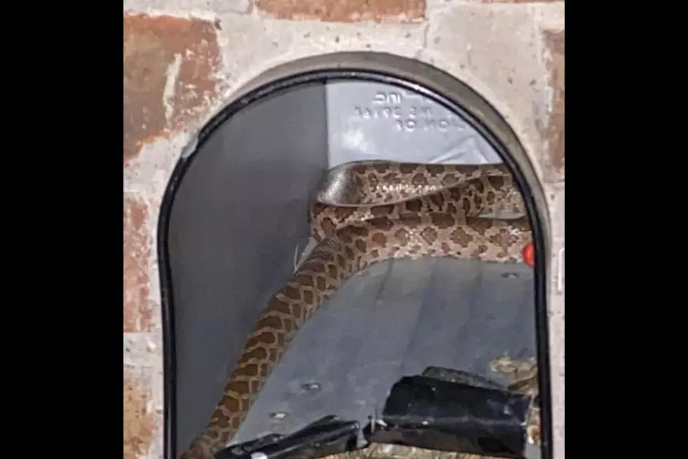 Snakes on the Move - Surprise Show Up in Texas Mailbox
