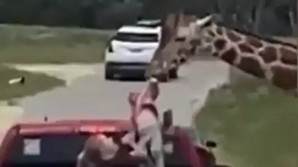 VIDEO: Giraffe Picks Up Toddler at Texas Drive-Thru Safari