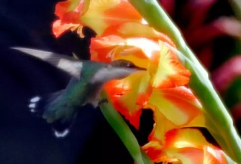 Teenage Boy Rescues Hummingbird Inspirational [Video]