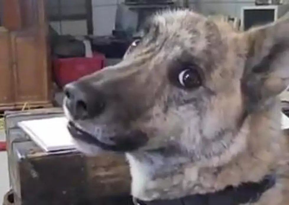 Talking Dog Teased By His Owner With Food [VIDEO]