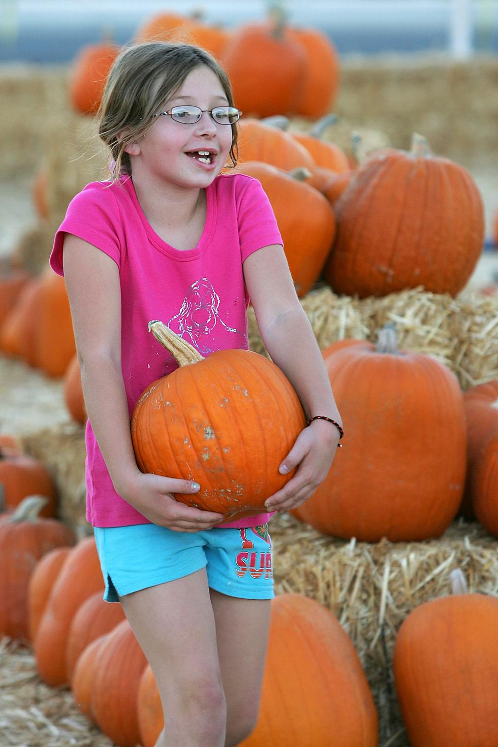 Shreveport Bossier’s Top Five Best Pumpkin Patches [Video]