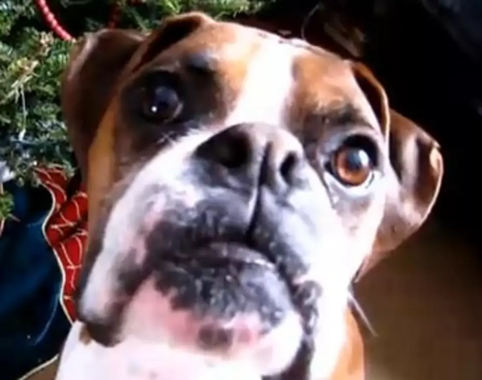 Boxer Dog Eats Christmas Tree [VIDEO]