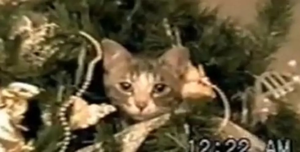 Cats In Christmas Trees [VIDEO]
