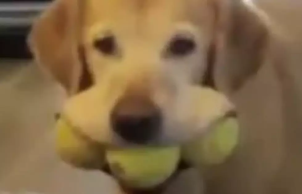 Dog Fetches 3 Balls At Once [VIDEO]