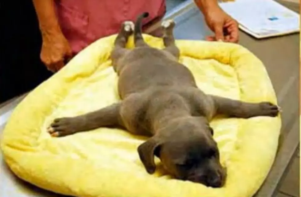 Harper, The Handicapped Puppy [VIDEO]