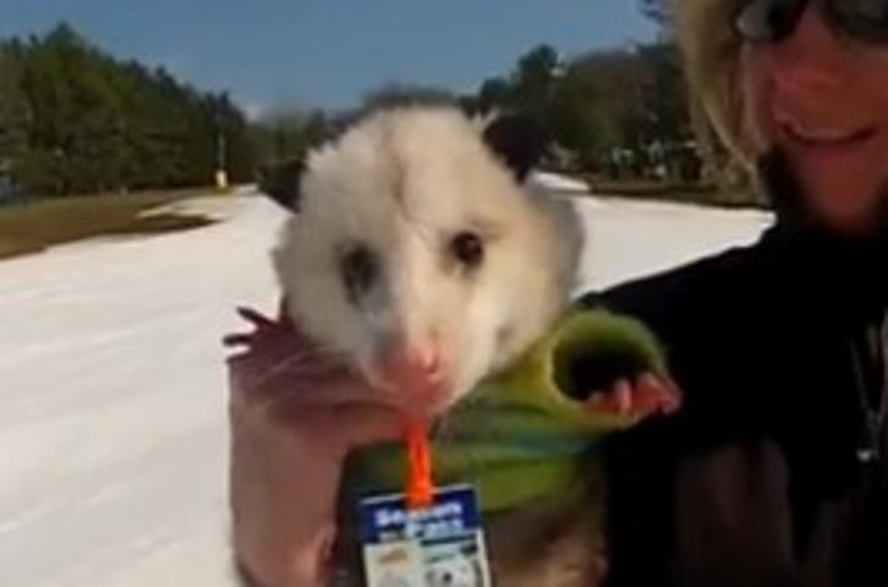 A Snowboarding Possum. Yep. [VIDEO]