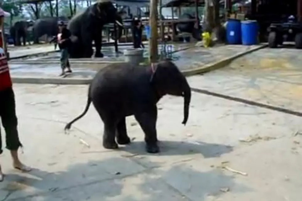 Cute Tooting Baby Elephant, Yes Tooting [VIDEO]
