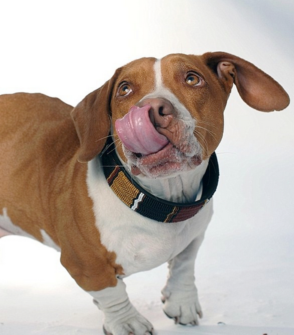 A Cute Dog Just Won the World’s Ugliest Dog Contest