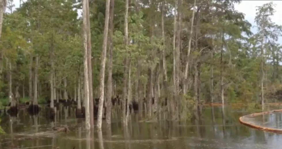 Watch a Massive Sinkhole Devour Several Large Trees in 30 Seconds (Video)
