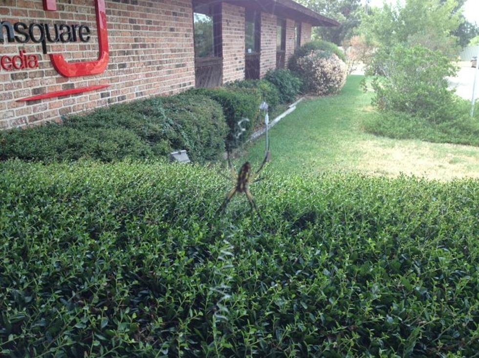 Giant Black and Yellow Garden Spider Visits the Townsquare Media Shreveport Building [Photos]