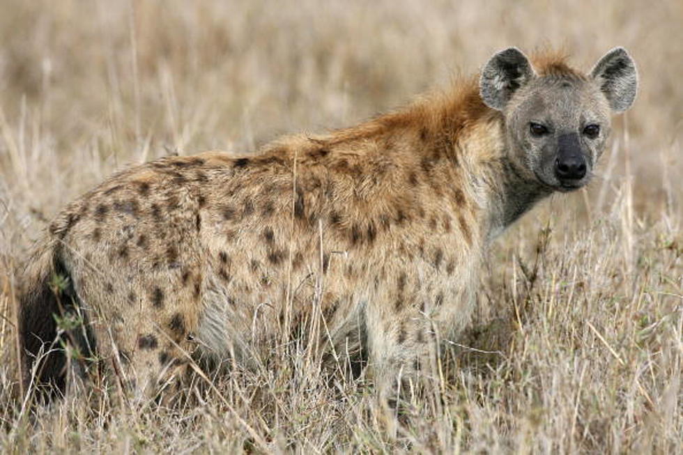 Man Lets Hyena Eat Parts of His Body To Get Rich