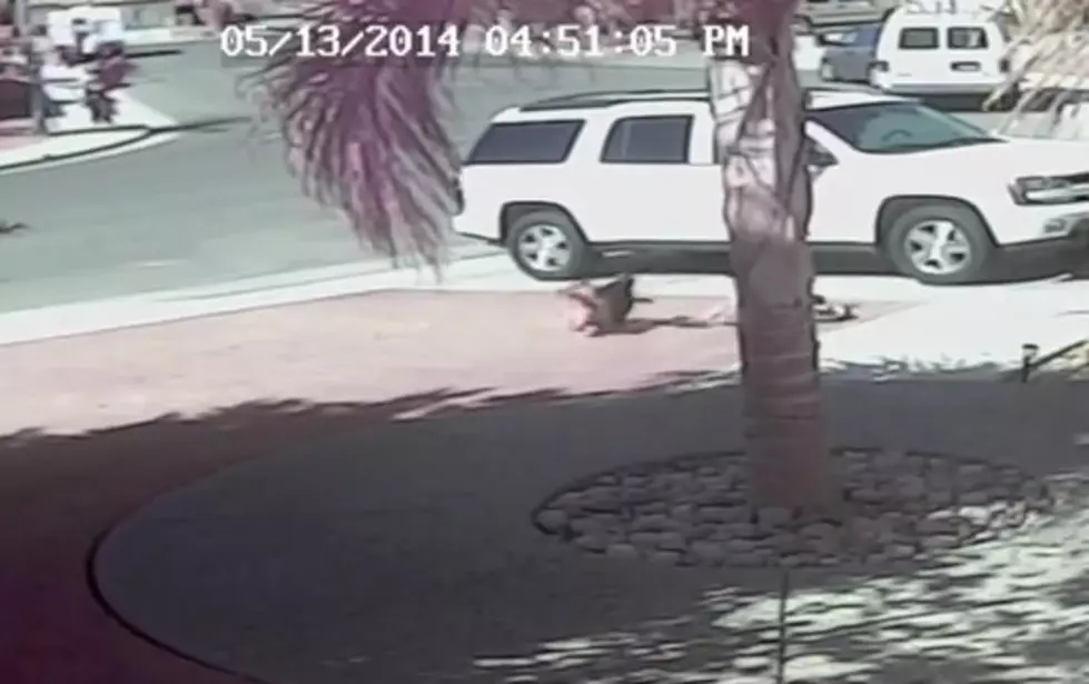 Crazy Video: Cat Saves Little Boy from Dog