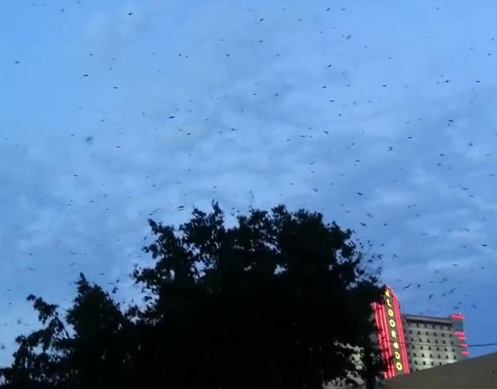 Birds Swarm Downtown Shreveport [VIDEO]
