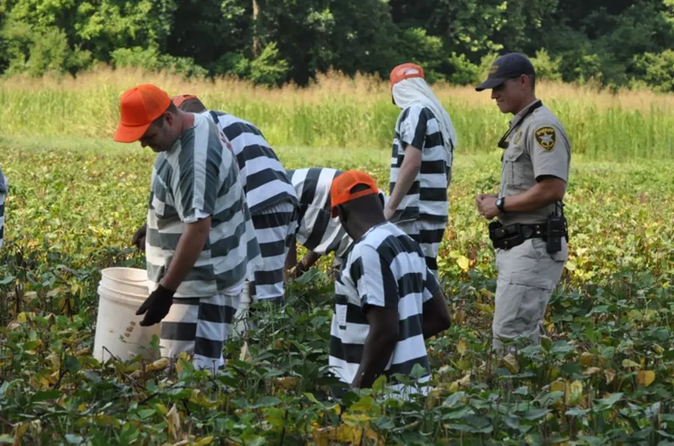 It&#8217;s Pea Pickin&#8217; Time For Bossier Sheriff&#8217;s Inmates