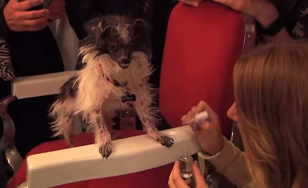 Daily Funny – World’s Ugliest Dog Gets a Makeover