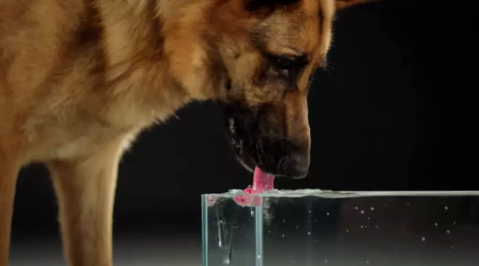 Dog Drinking in Slo-Mo Will Change Everything You Thought You Knew About How Dogs Drink