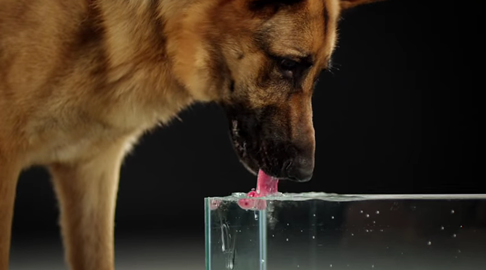 Dog Drinking in Slo-Mo Will Change Everything You Thought You Knew About How Dogs Drink