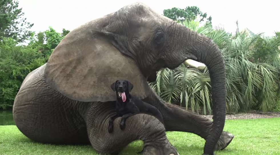 Watch this Elephant and Dog Be Best Friends
