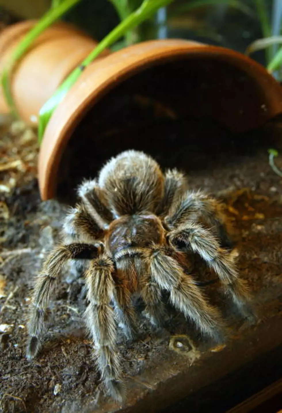 Did You Know Tarantulas Keep Frogs As Pets? [VIDEO]