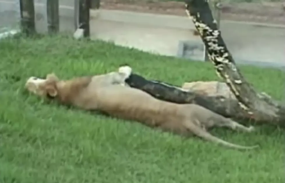 Ex-Circus Lion Feels Grass For The First Time [VIDEO]