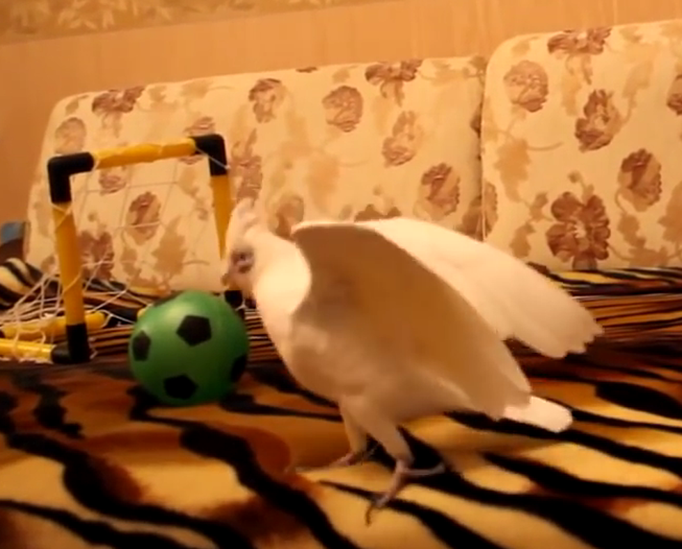 A Soccer Playing Cockatoo [VIDEO]