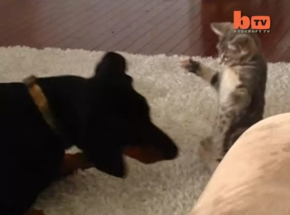 Kitten Vs. Doberman: Who Won? [VIDEO]