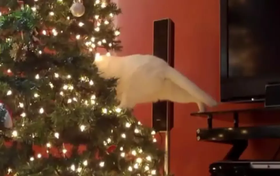 Cats Vs Christmas Trees [VIDEO]