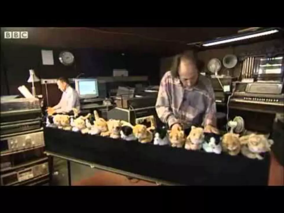 Guy Plays A Cat Organ [VIDEO]