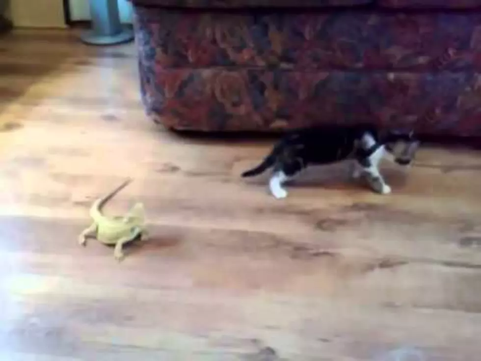 Kitten Vs. Iguanas [VIDEO]