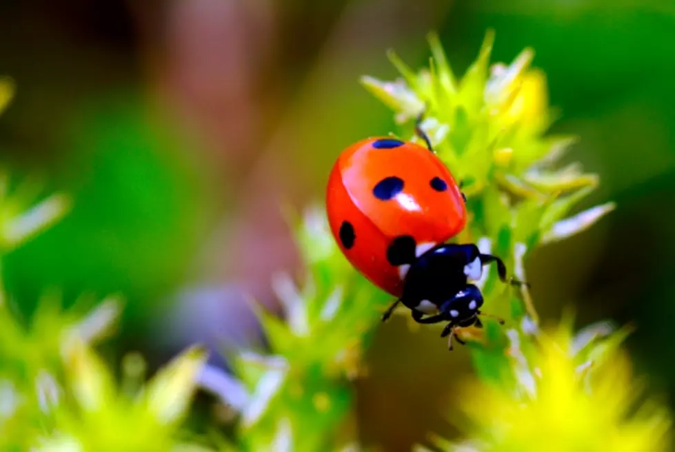 Easter with the Roses to Feature Live Ladybug Release [VIDEO]