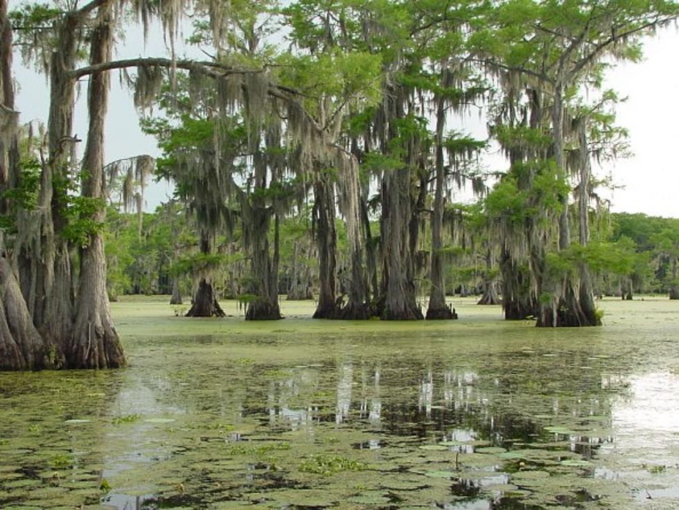 What Was The 20 Foot Mammoth Spotted In Caddo Lake?