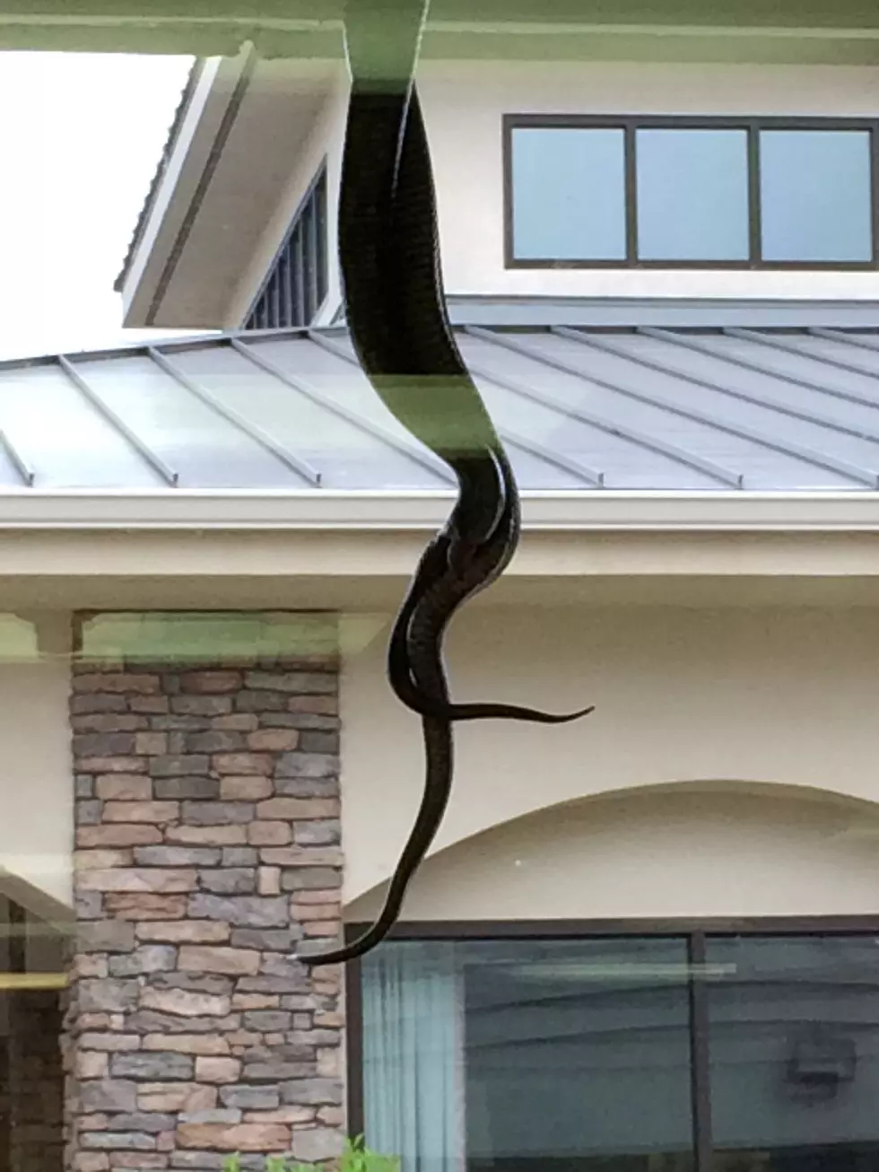 Snakes are Everywhere in the Shreveport/Bossier City Area! [PICS]