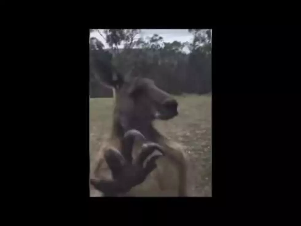 Kangaroo Tries To Break In To Man’s House
