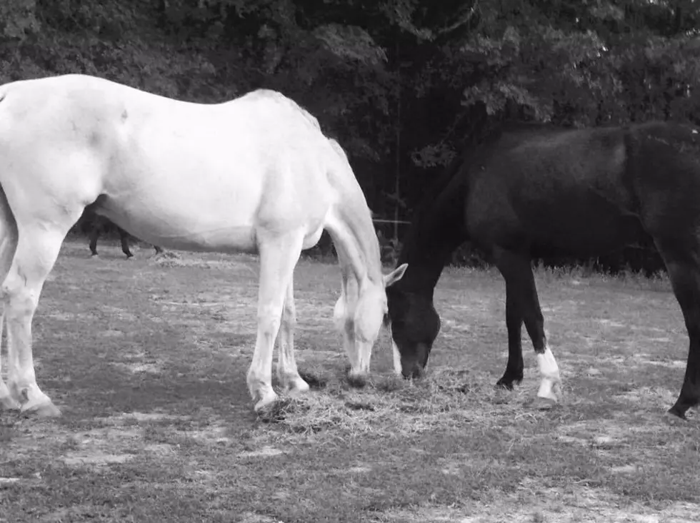 A Horse of a Different Color – Thoughts on Race from the Crazy Horse Lady on the Radio [VIDEO]