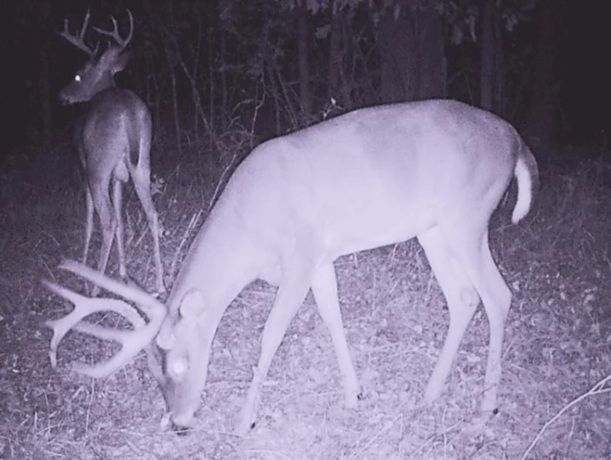 It's Nearly Deer Season in Northwest Louisiana