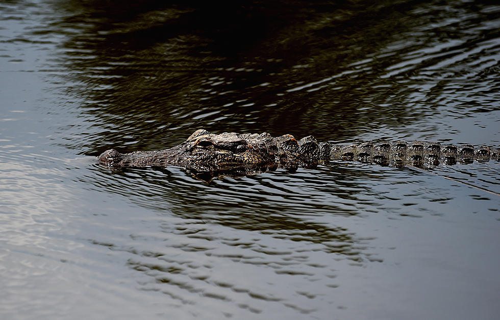 After Having Arm Bitten Off by Alligator, Louisiana Man Is Still Missing