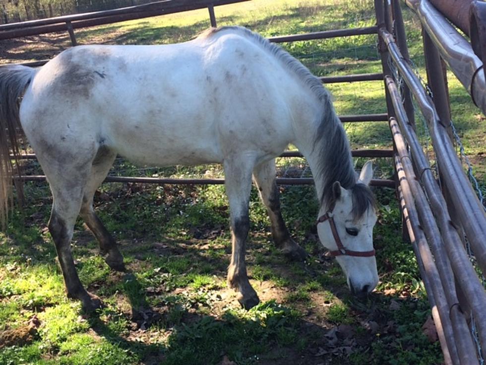 Caddo Sheriff Is Searching For Owner Of Horse
