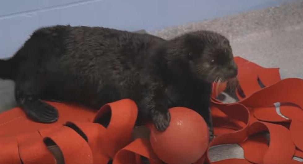 Audubon Aquarium Needs Your Help In Naming A New Sea Otter