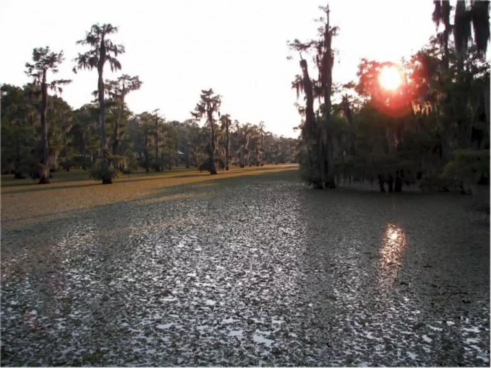 Due to Salvinia Growth, Officials are Drawing Down Lake Bistineau