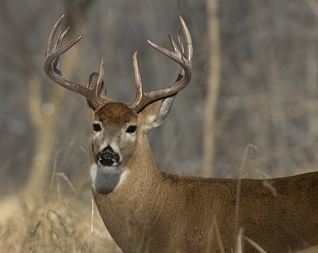 Has LDWF Detected Deadly CWD in Any of The Deer They&#8217;ve Tested?