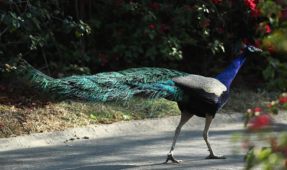 Neighborhood Concerned After Nuisance Peacock is Stolen