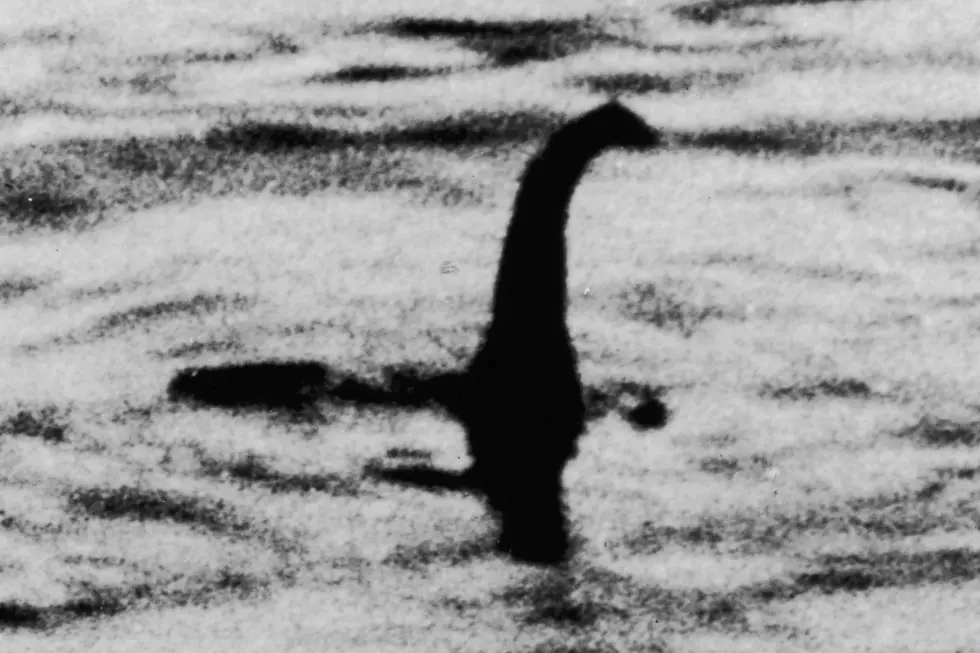 Georgia Loch Ness Monster Washes Up on Beach