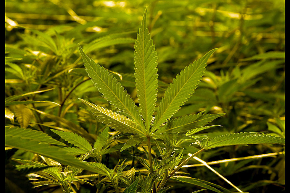 Medical Marijuana Now Legal in Louisiana Town