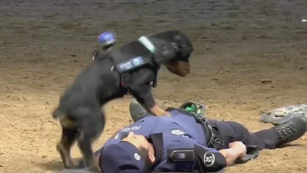 This Dog ‘Performing CPR’ Is The Most Adorable Thing You Will See All Day [VIDEO]