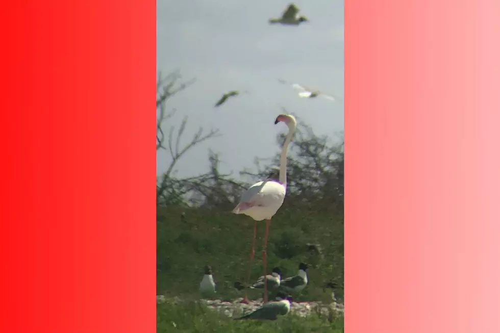 Escaped Flamingo Spotted in Texas