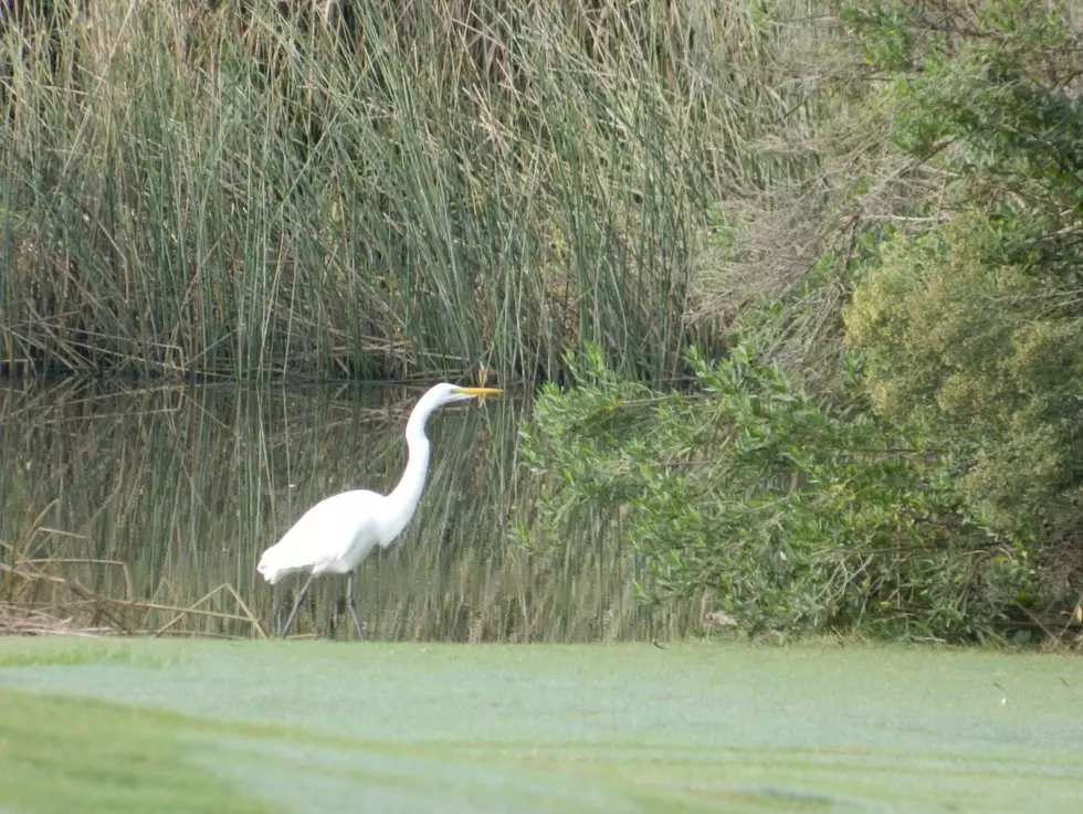 You Won&#8217;t Believe Who Is The Largest Landowner In Louisiana